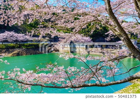佐賀縣Niwagi Dam Takeo City的櫻花 50481375