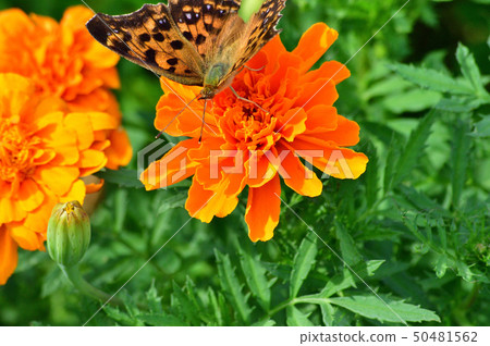 Photograph taken with orange marigold flower and butterfly (Kitetaha) close up Photograph taken with orange marigold flower and butterfly (Kitetaha) close up 50481562