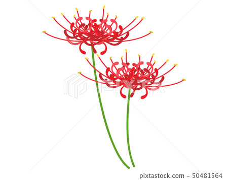 群集孤挺花 50481564