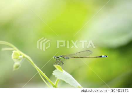 Ao montitonbo os 50481571