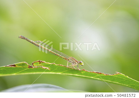 Ao monito tombo female 50481572