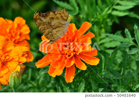 照片拍攝與橙色萬壽菊花和蝴蝶（Kitetaha）關閉 50481640