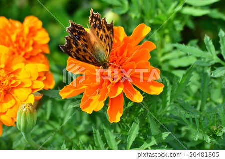 Photograph taken with orange marigold flower and butterfly (Kitetaha) close up Photograph taken with orange marigold flower and butterfly (Kitetaha) close up 50481805