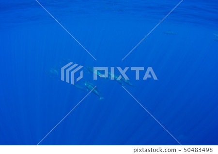 Japanese spiny dolphin swimming in the sea of Bonin blue 50483498