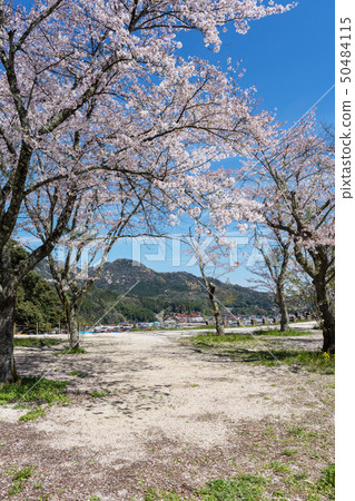 Yamashiro Tsukiyama Tomita Castle Spring 50484115