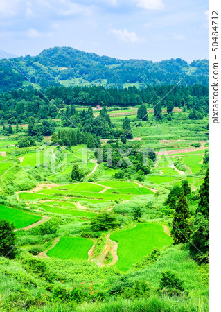 Rice terraced rice fields (July) 50484712