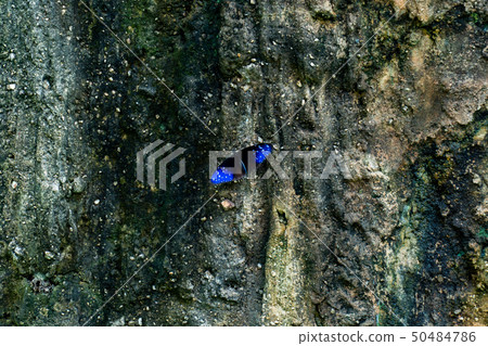 blue butterfly sits on a stone blue butterfly sits on a stone 50484786