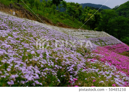 Moss phlox Moss phlox 50485238