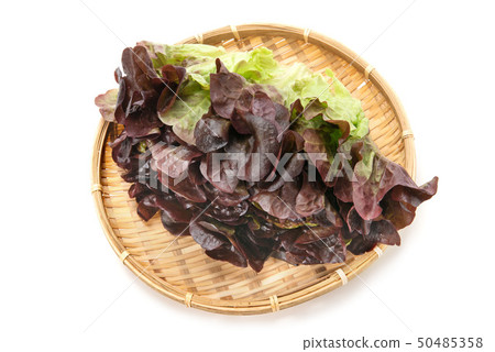 Red oak leaf lettuce 50485358