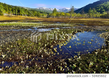 Mizubashou盛開的Ozegahara和降雪山 50485602