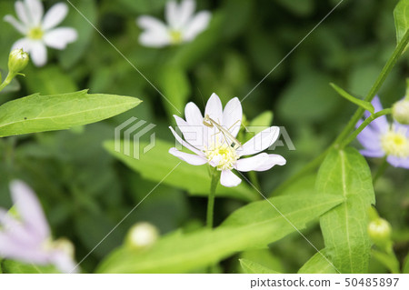 Mantis larva Mantis larva 50485897