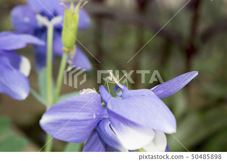 Mantis larva 50485898