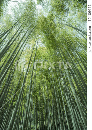 Hokoku-ji Temple (Kamakura City Jyomyoji) 50486631