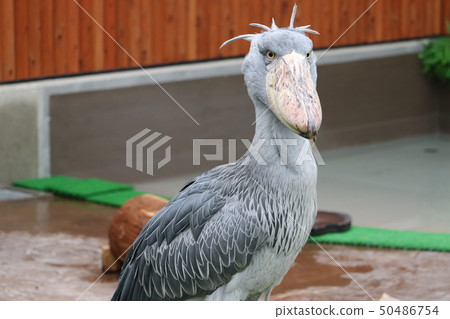Immovable King Hashibiroku Immovable King Hashibiroku 50486754