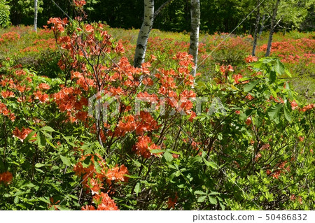 Spring green azalea blooming spring green azalea 50486832