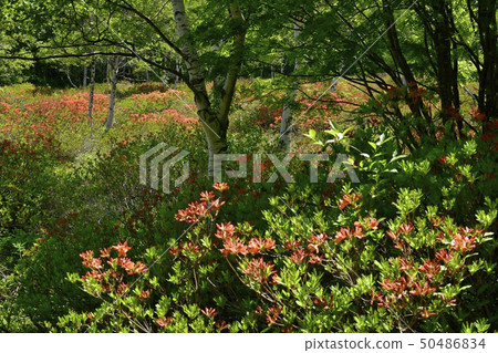 春天綠色杜娟花開花的春天綠色杜娟花 50486834