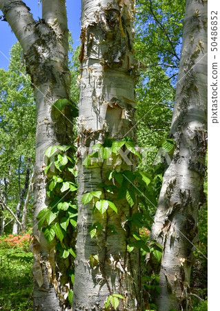 Birch tree of fresh green Tsudono ranch azalea blooming 50486852
