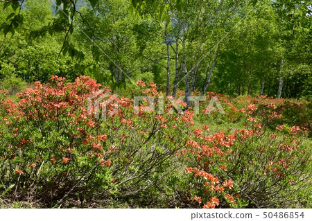 春天綠色杜娟花開花的春天綠色杜娟花 春天綠色杜娟花開花的春天綠色杜娟花 50486854