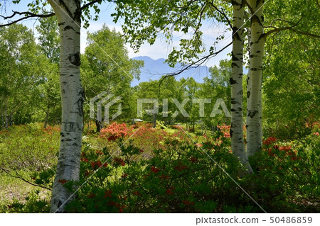 The mountains of sunlight on the fresh green Takeson pasture that blooms The mountains of sunlight on the fresh green Takeson pasture that blooms 50486859