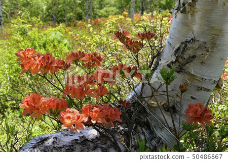Fresh green Tsudono ranch azalea blooming on birch tree Fresh green Tsudono ranch azalea blooming on birch tree 50486867