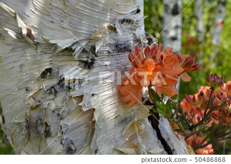 Fresh green Tsudono ranch azalea blooming on birch tree 50486868