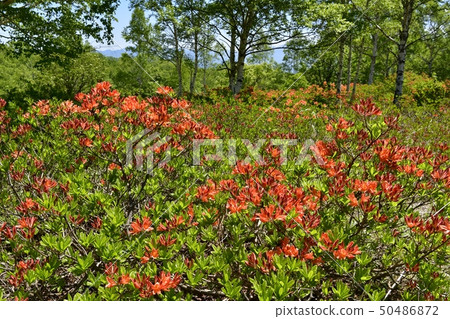 春天綠色杜娟花開花的春天綠色杜娟花 春天綠色杜娟花開花的春天綠色杜娟花 50486872