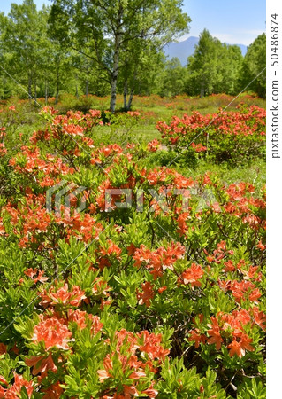 陽光山脈在新鮮的綠色Takeson牧場上綻放 50486874