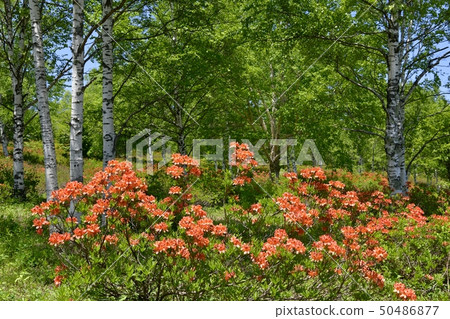 春天綠色杜娟花開花的春天綠色杜娟花 春天綠色杜娟花開花的春天綠色杜娟花 50486877