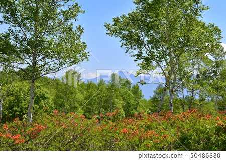 The mountains of sunlight on the fresh green Takeson pasture that blooms The mountains of sunlight on the fresh green Takeson pasture that blooms 50486880