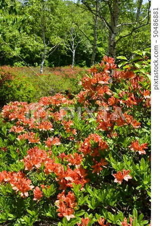 春天綠色杜娟花開花的春天綠色杜娟花 50486881