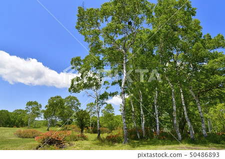 Clouds in the fresh green Tsudono ranch and blue sky 50486893