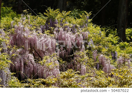 A wisteria flower surrounded by fresh green 50487022