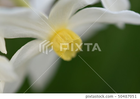 Narcissus flower Narcissus flower 50487051