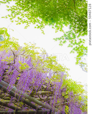 Wisteria flower and green maple Wisteria flower and green maple 50487128