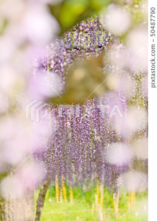 紫藤花 紫藤花 50487790