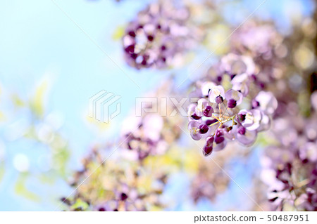 紫藤花 50487951
