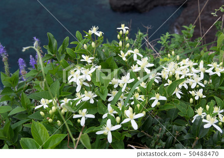 White flowers of Oki Chihusatojima blooming on a cliff 50488470