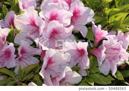 Spring Azalea May Spring Azalea May 50488563