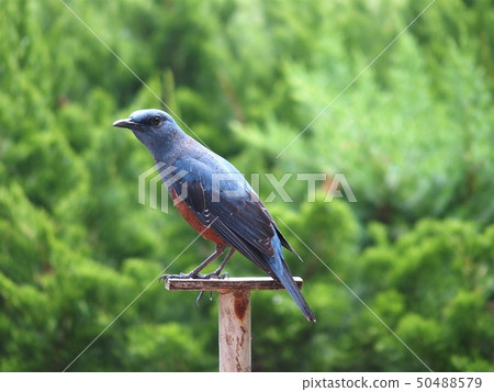 Red-eyed Yellow male 50488579