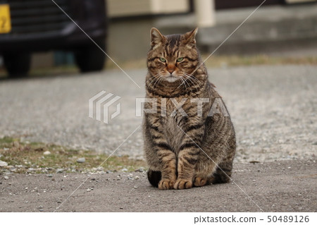 Wild cats I saw in the city (Sapporo city) Wild cats I saw in the city (Sapporo city) 50489126