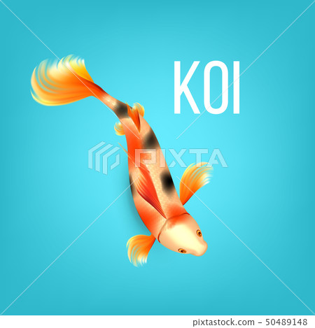 Oriental Golden Koi Fish With Black Spots Vector 50489148