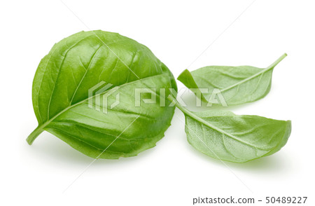 Fresh green basil leaves isolated on white Fresh green basil leaves isolated on white 50489227