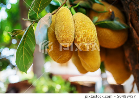 Large fresh fruits of jackfruit hang on a tree Large fresh fruits of jackfruit hang on a tree 50489457