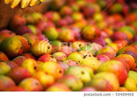 Rows of ripe mangoes in close-up yellow-red color, Rows of ripe mangoes in close-up yellow-red color, 50489468