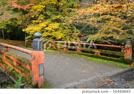Japanese autumn color of maple tree with red 50489665