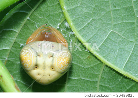 Otorino Fundamesi（女） 50489823