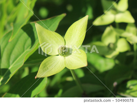 Pokeweed flower 50490078