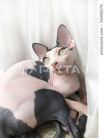Sphinx cat 50490079