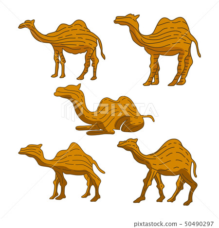 Camel Illustration Animal Vector Design 50490297