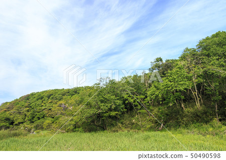 Oami generation (spring) Oami generation (spring) 50490598